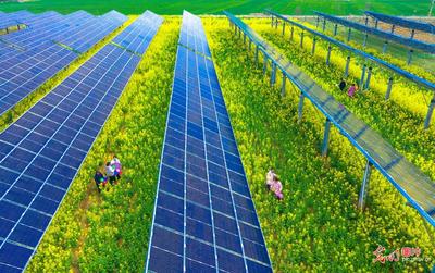 光伏花海醉游人 能源變革與生態之美和諧共生